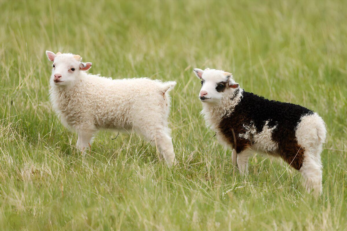 OCUK87562: Playful Lambs in a Green Meadow