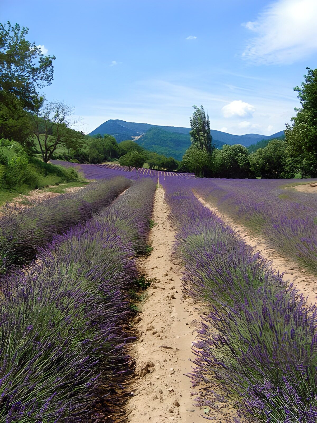 OCUK12887: Lavender fields 8