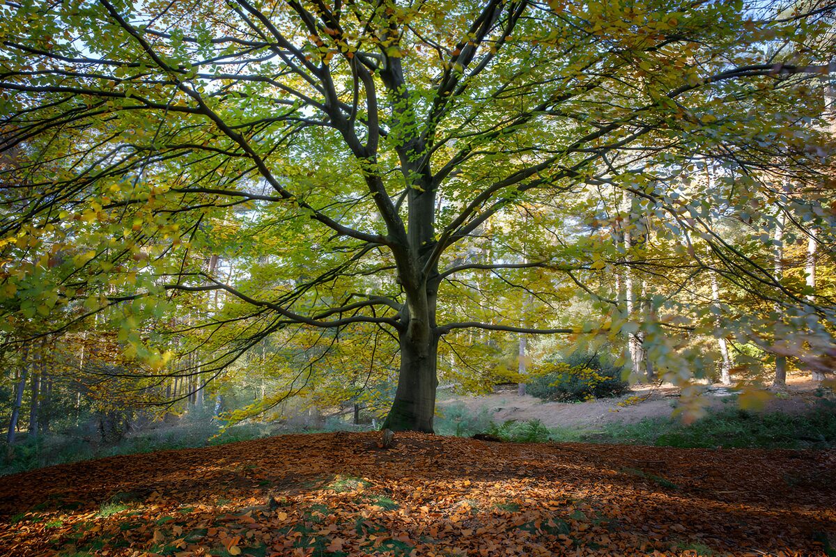 Majestic Autumn Tree in Natural Landscape