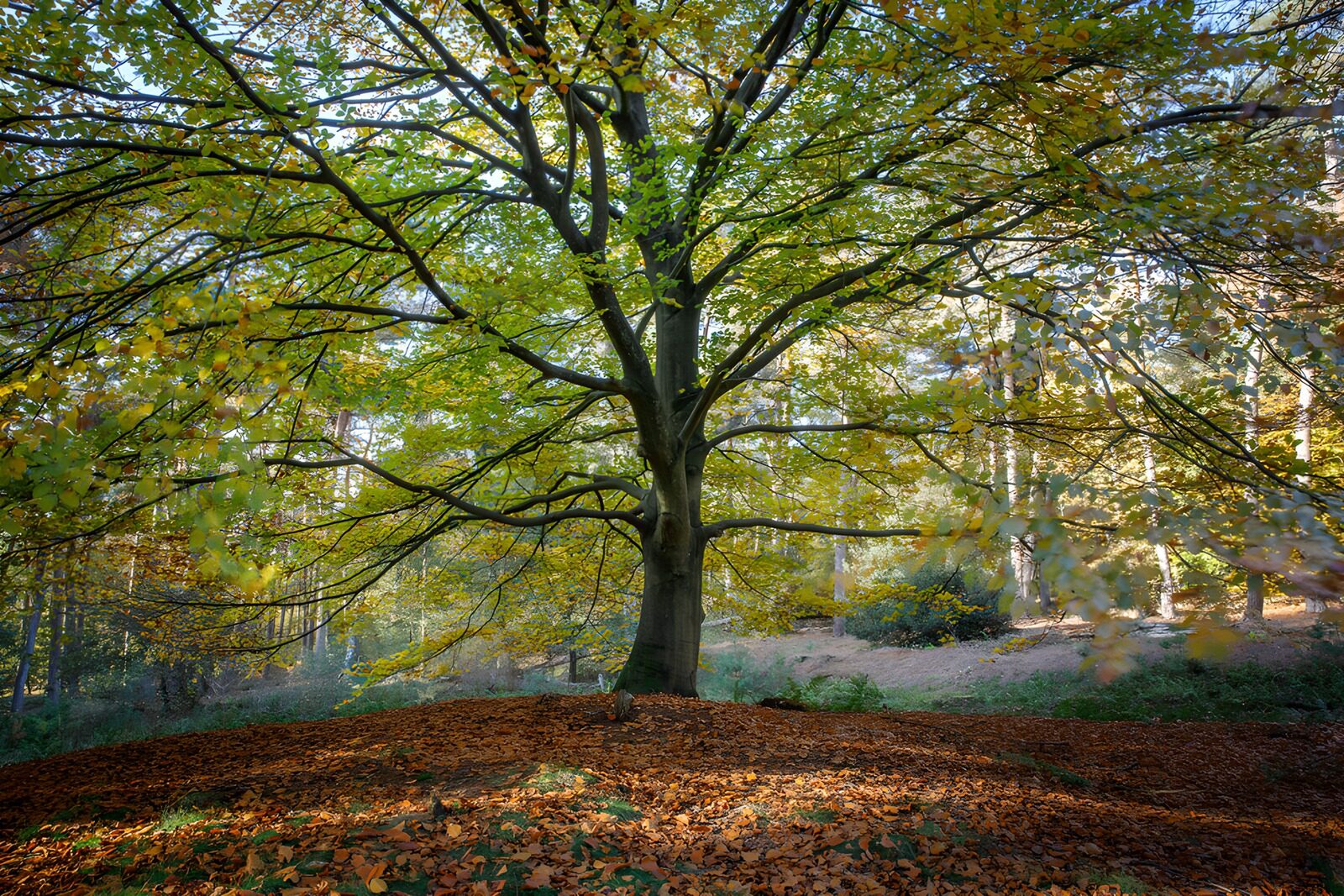OCUK58045: Majestic Autumn Tree in Natural Landscape