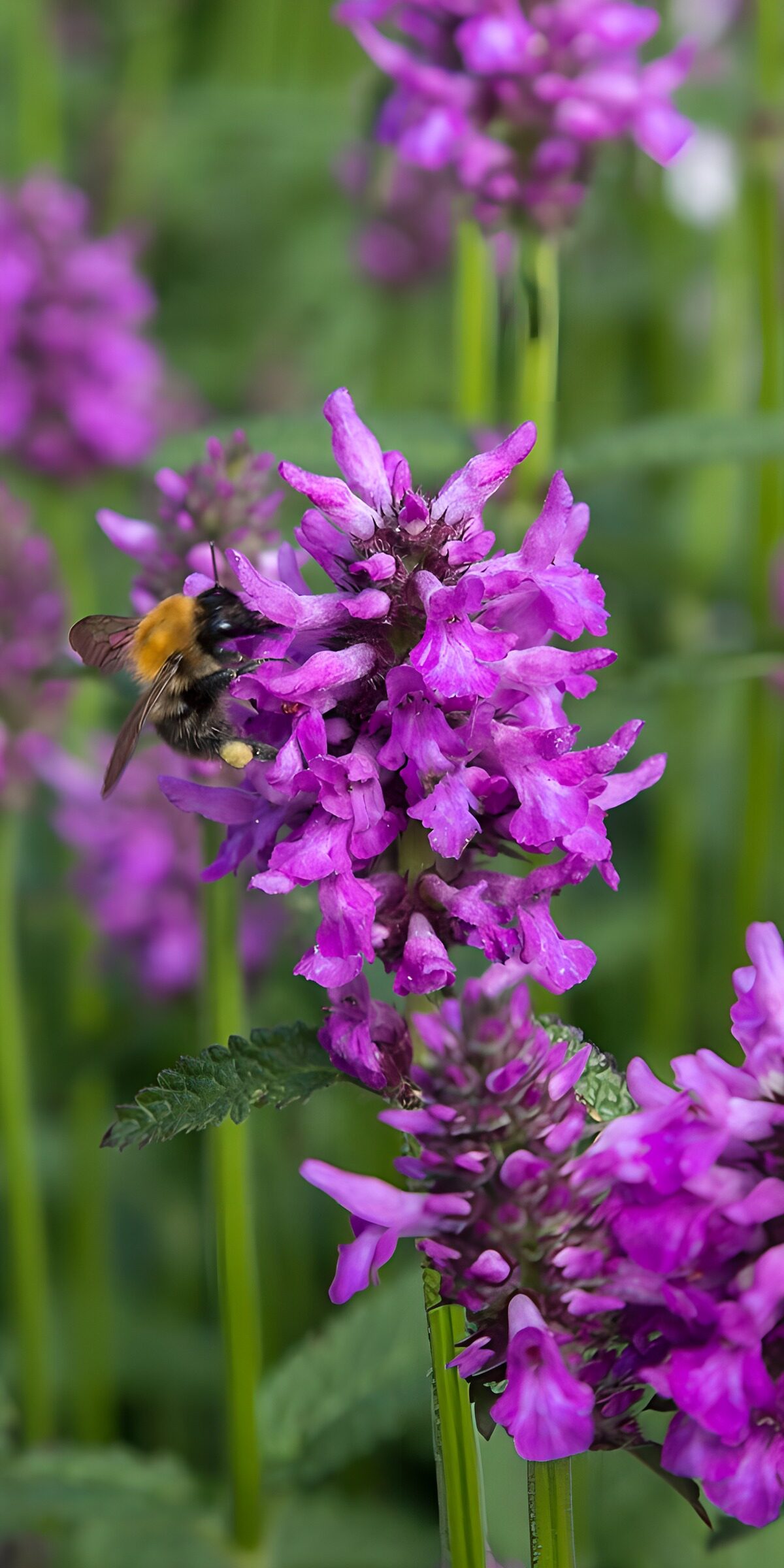 OCUK41050: Vibrant Bee on Purple Bloom