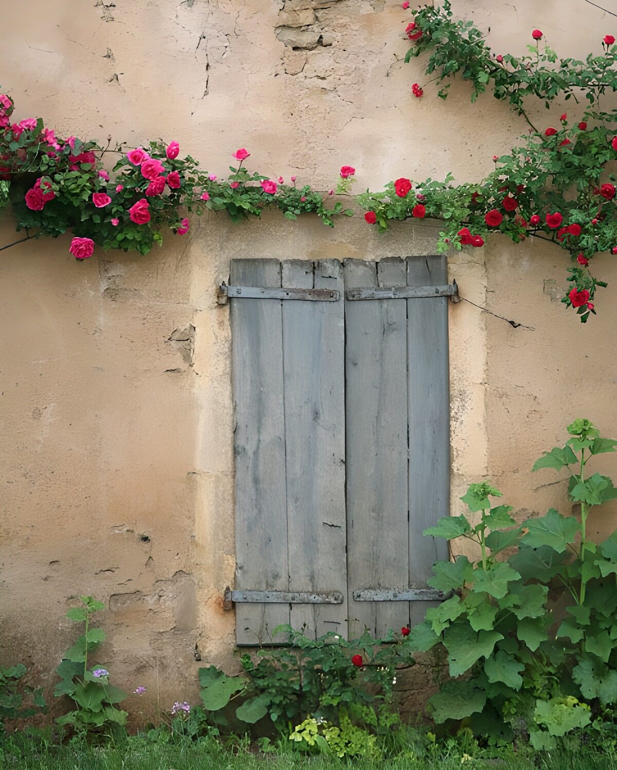 Closed window with shutters, roses along the wall