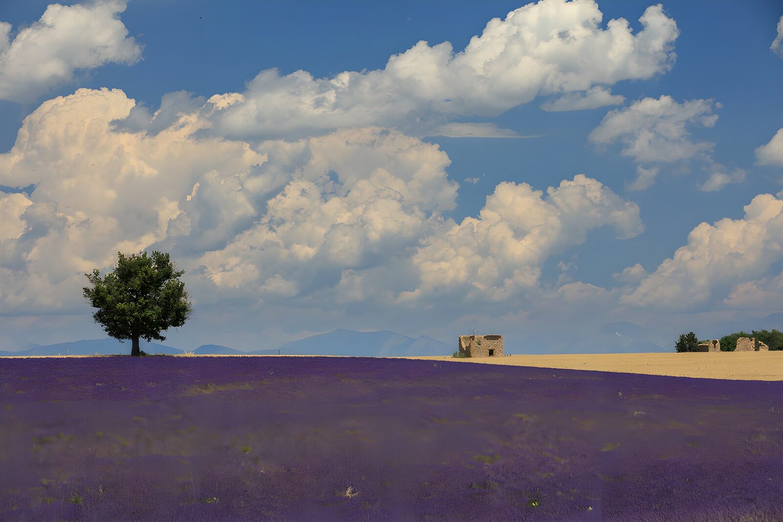 OCUK69706: Lavender Fields Under a Bright Sky