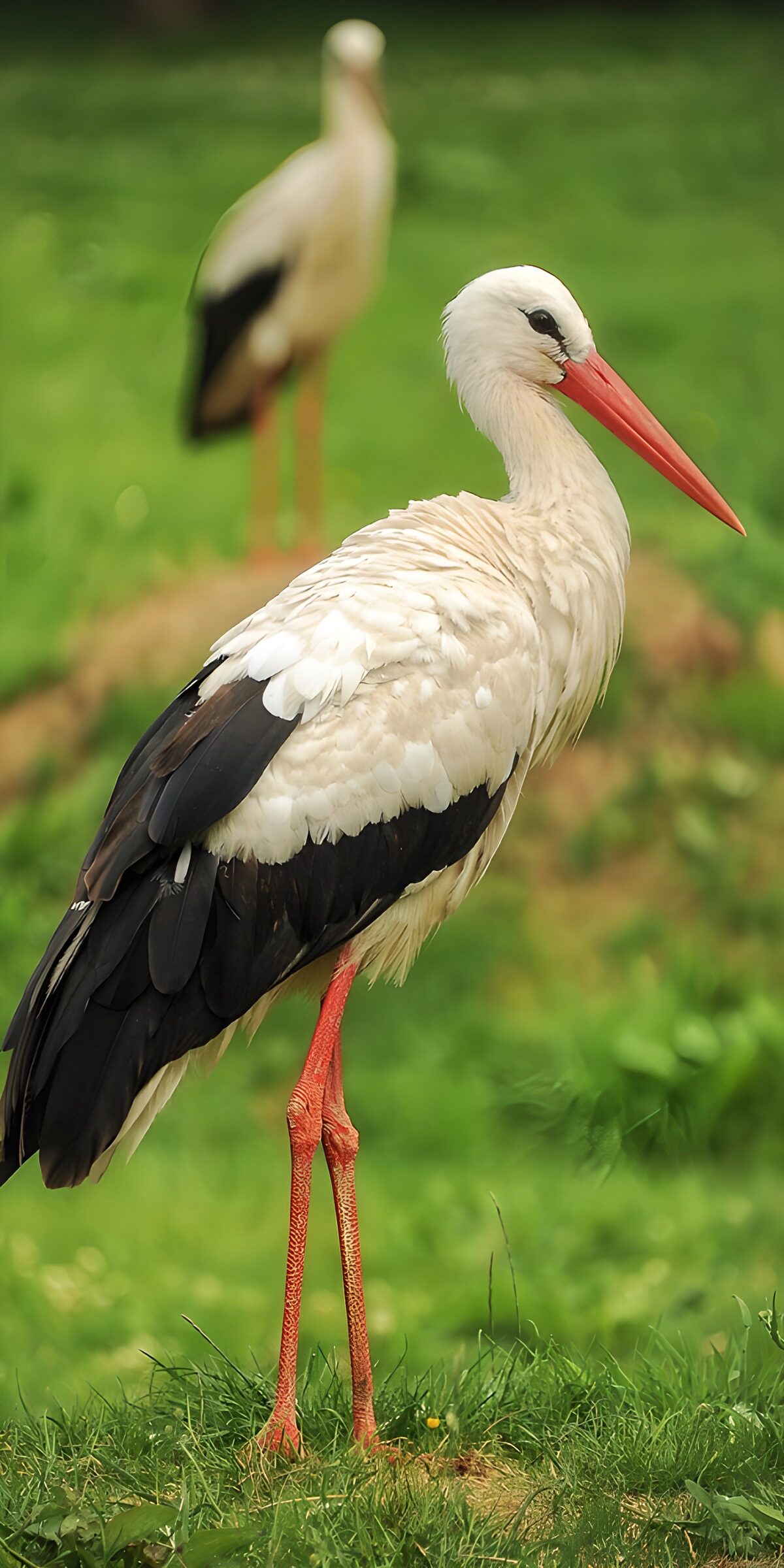 OCUK62484: Graceful Stork in Natural Habitat