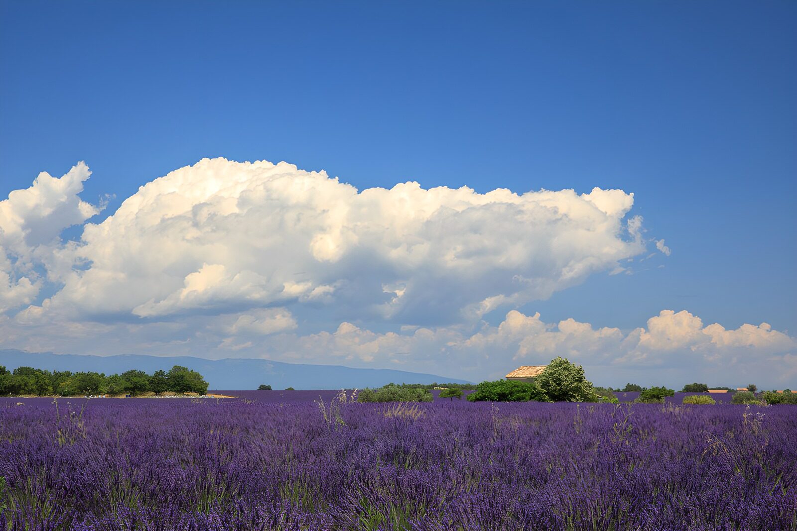 OCUK47973: Lavender Fields Under a Blue Sky
