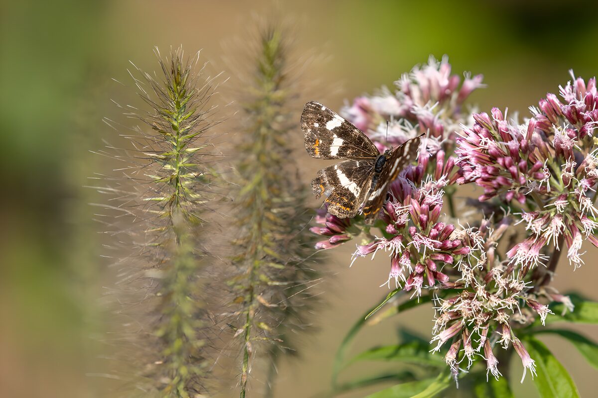 Butterfly on Vibrant Flowers