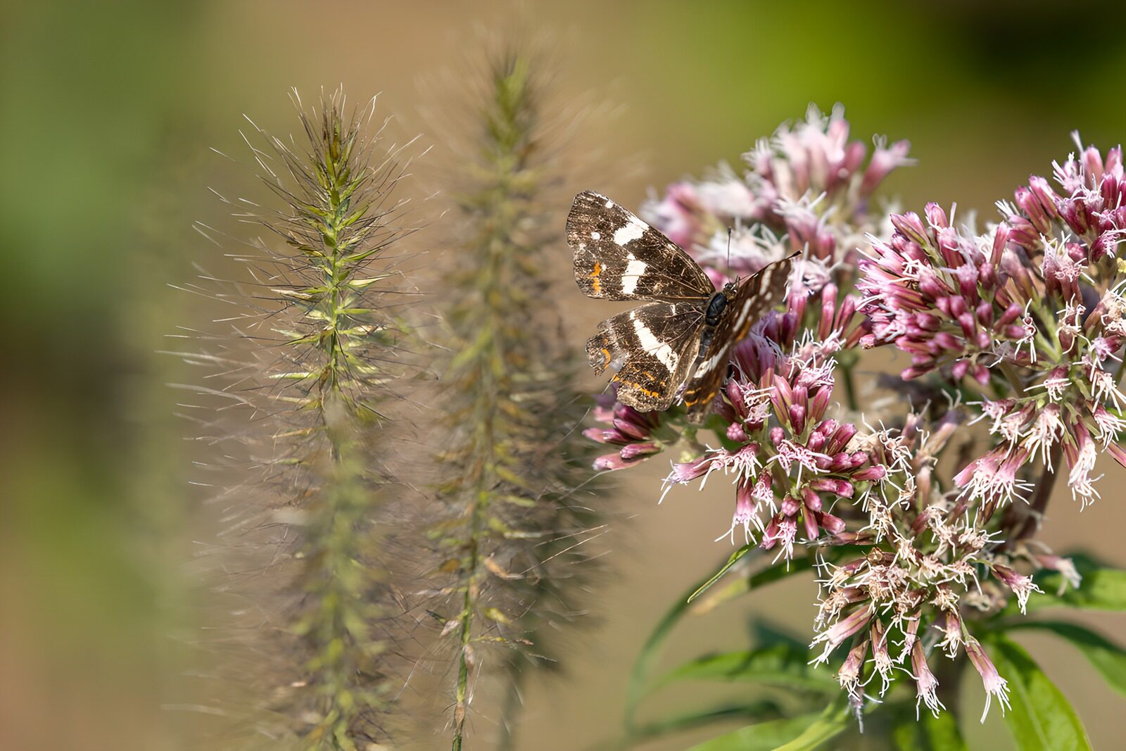 OCUK25885: Butterfly on Vibrant Flowers