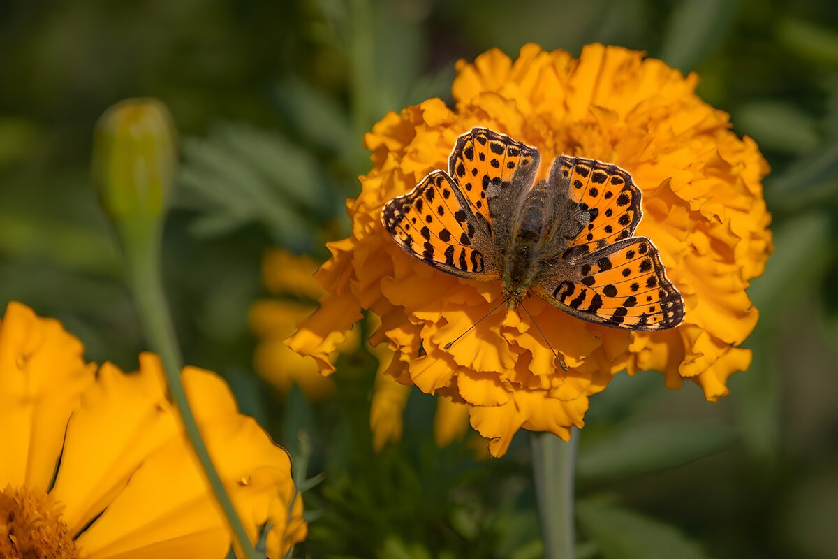 OCUK28203: Vibrant Butterfly on Marigold Flower