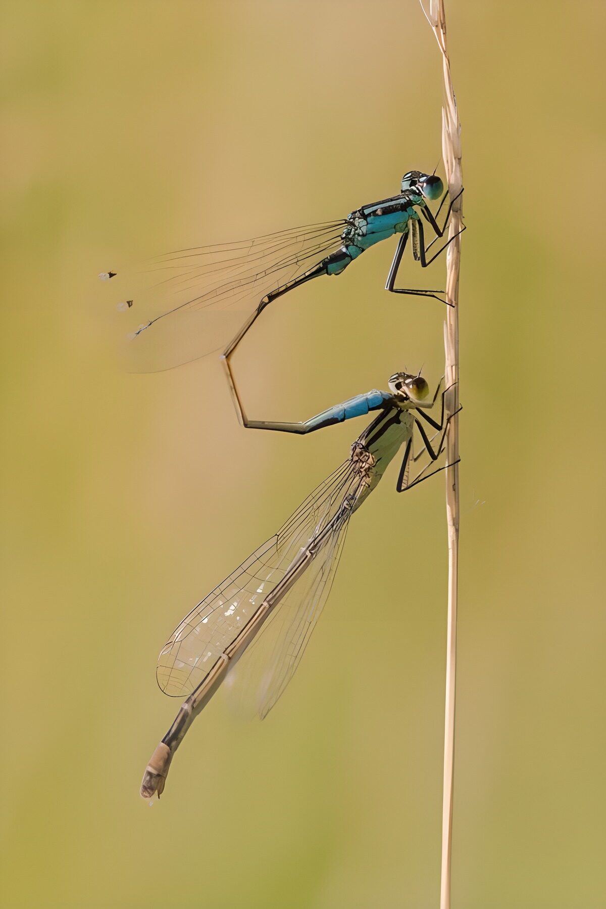 OCUK51329: Mating Damselflies in Nature