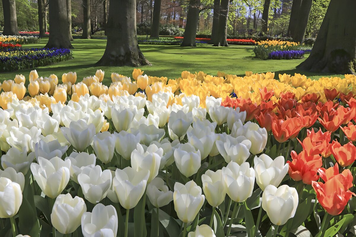 Fields of tulips in the "Keukenhof" 1