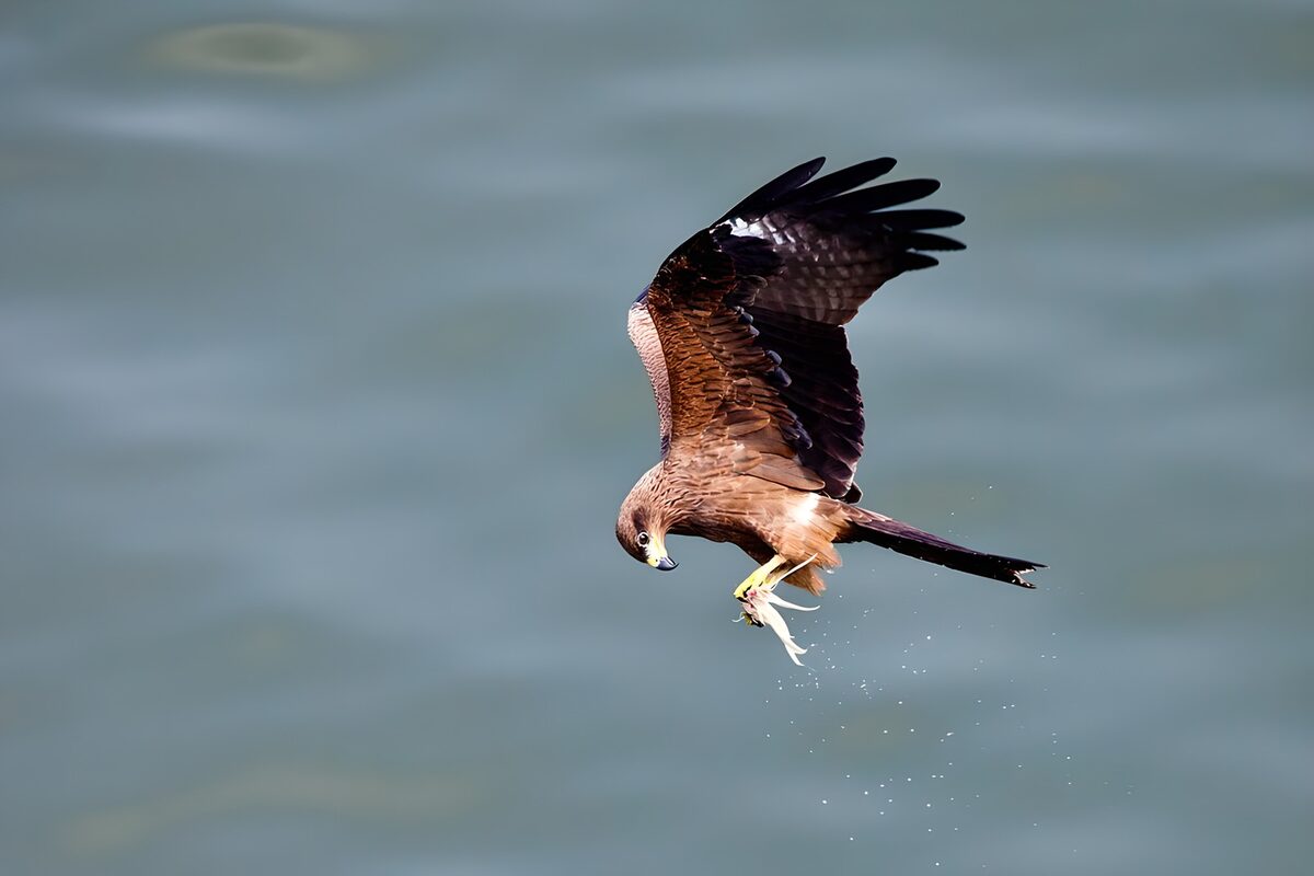 OCUK68637: Eagle Catching Its Prey