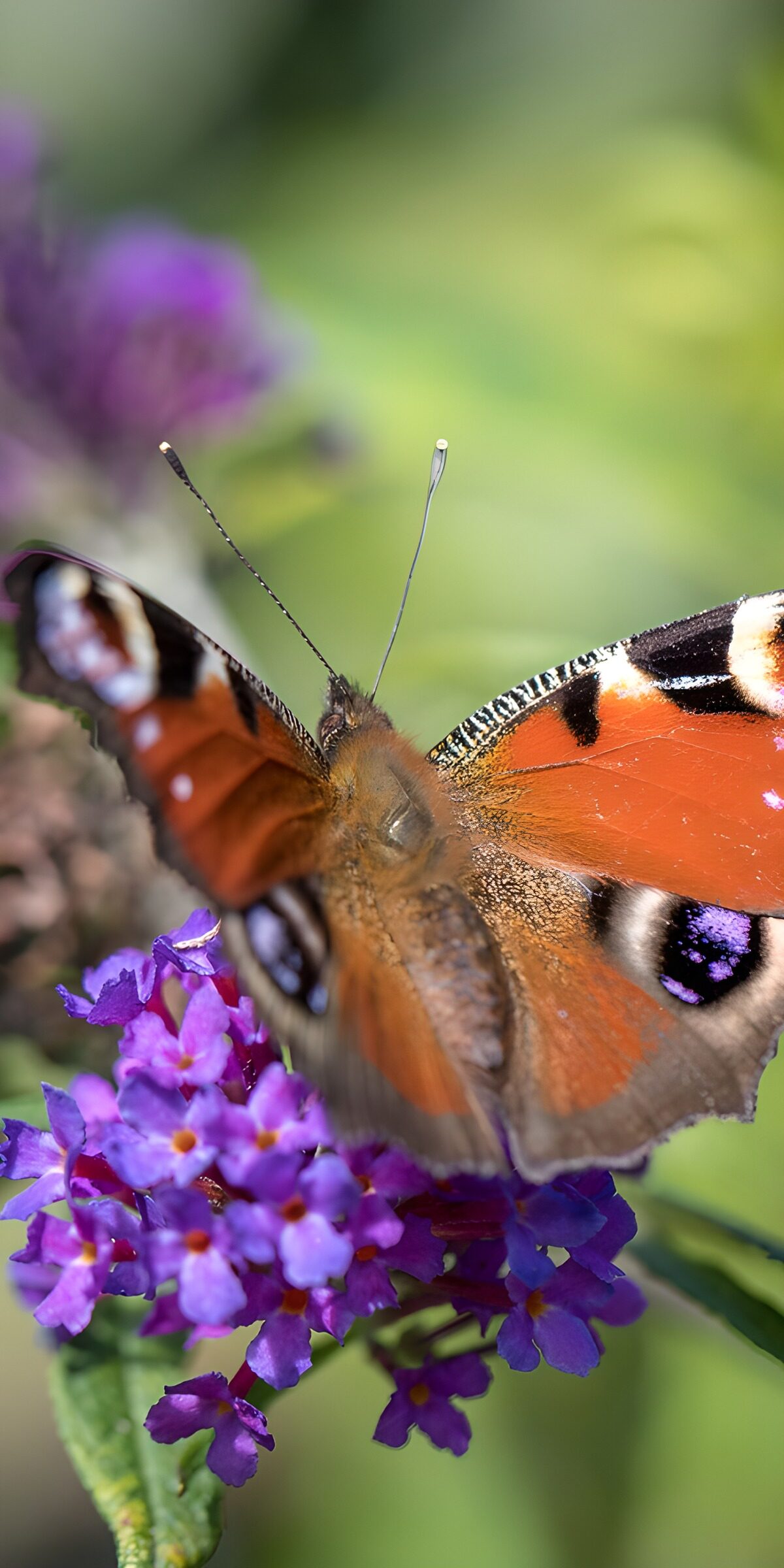 OCUK63195: Vibrant Butterfly on Colorful Blooms