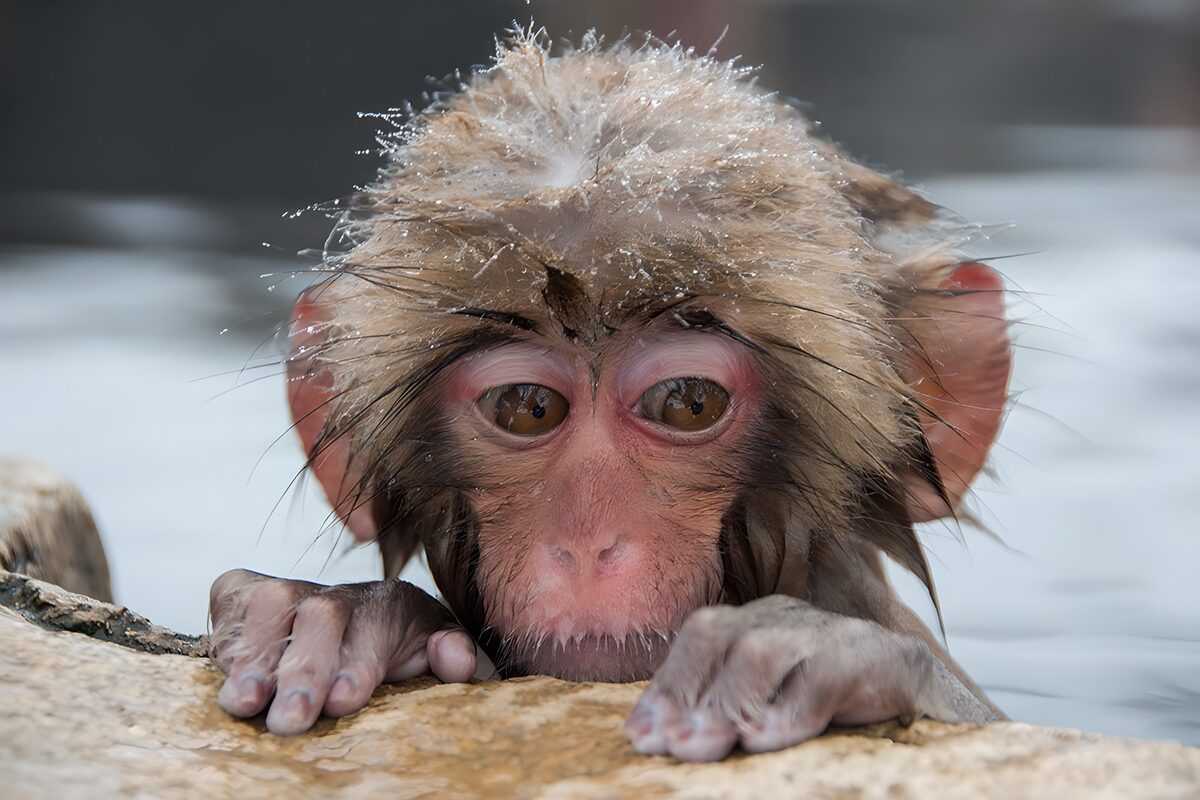 OCUK23711: Curious Monkey with Wet Fur