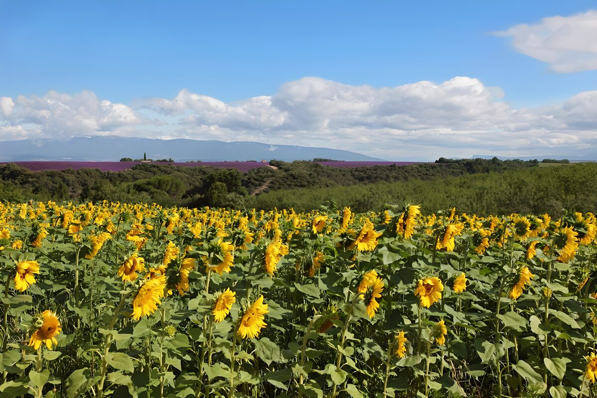 Sunflower Field Under a Blue Sky