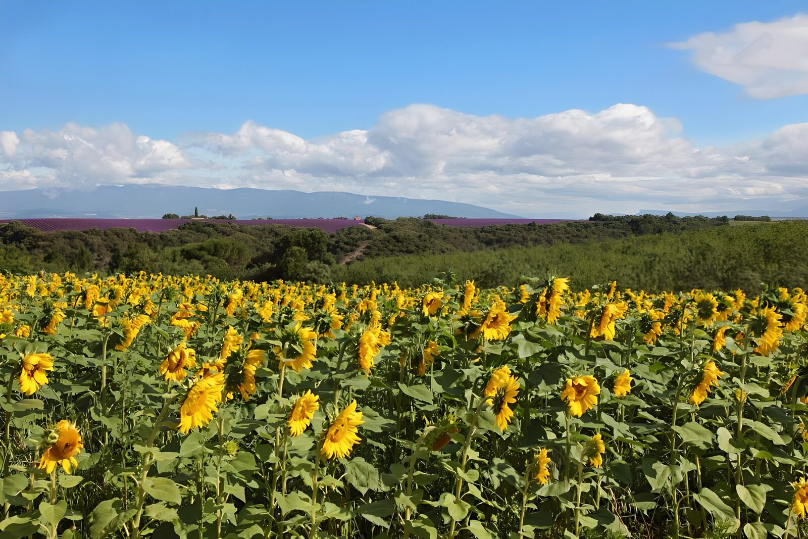 OCUK25422: Sunflower Field Under a Blue Sky
