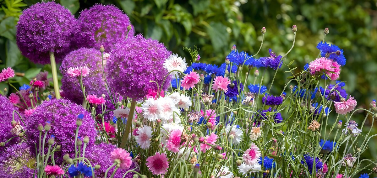 OCUK39659: Vibrant Floral Garden Blooms