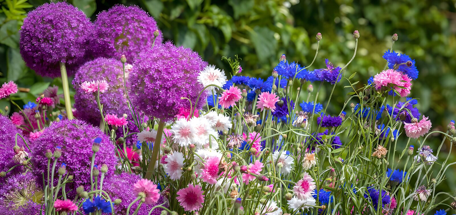 OCUK39659: Vibrant Floral Garden Blooms