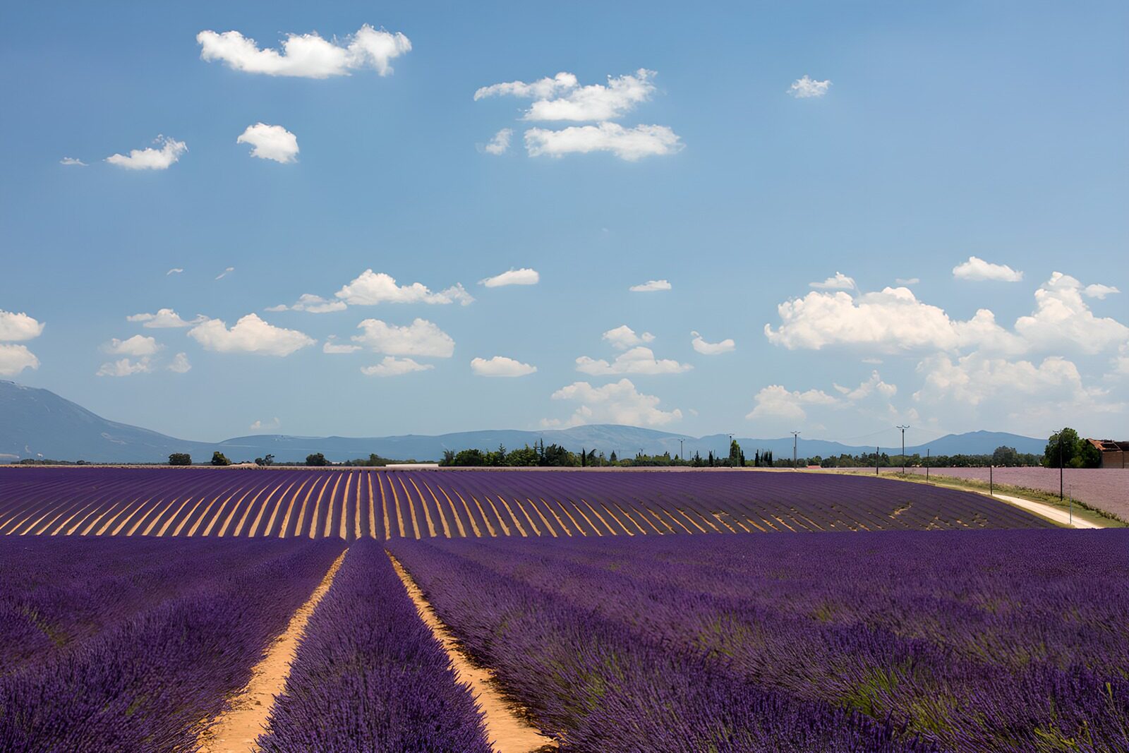 OCUK51368: Lavender Fields Under a Blue Sky