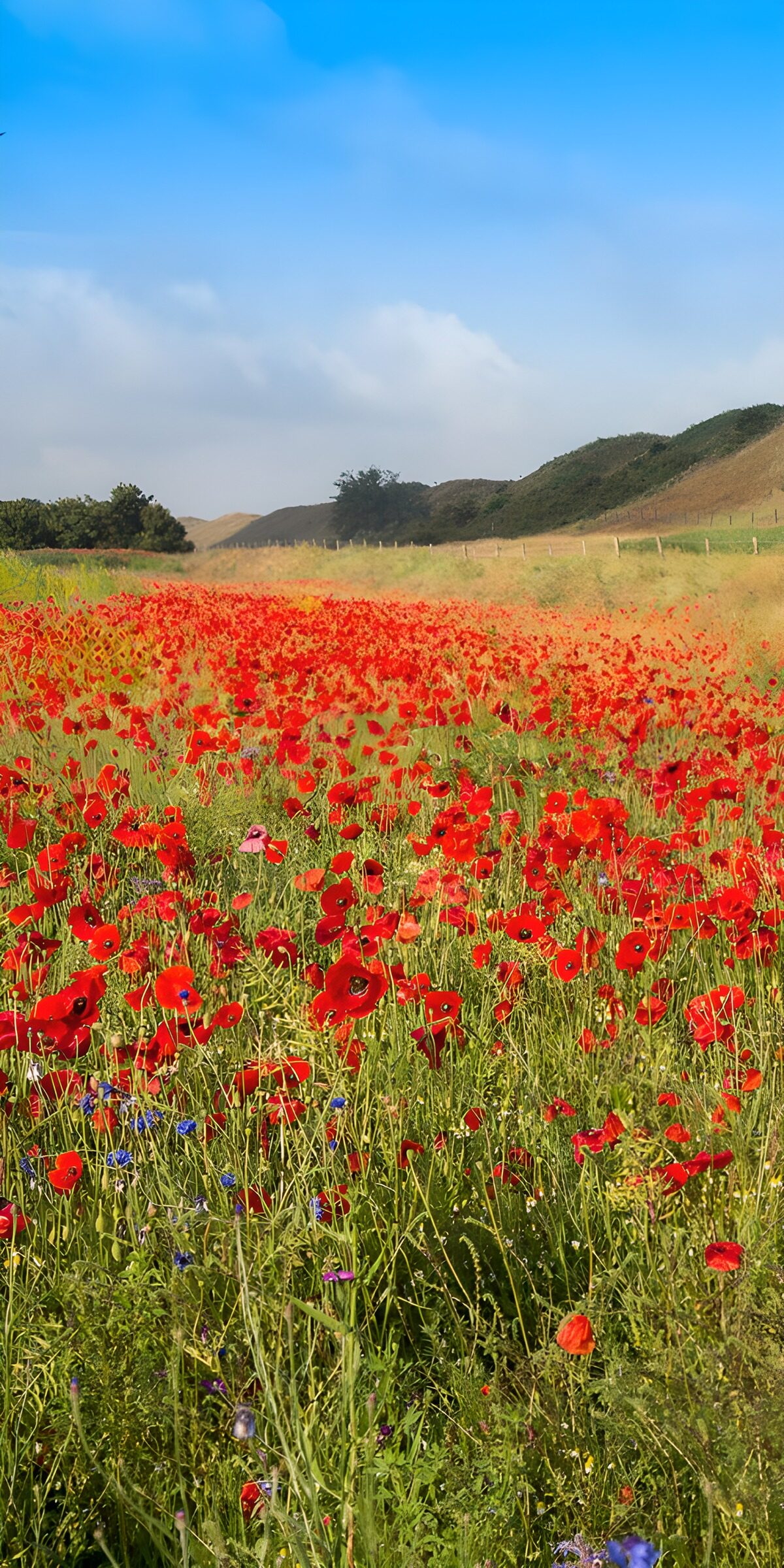 OCUK78749: Vibrant Field of Poppies