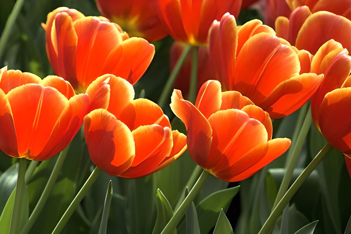 Flower photo 64