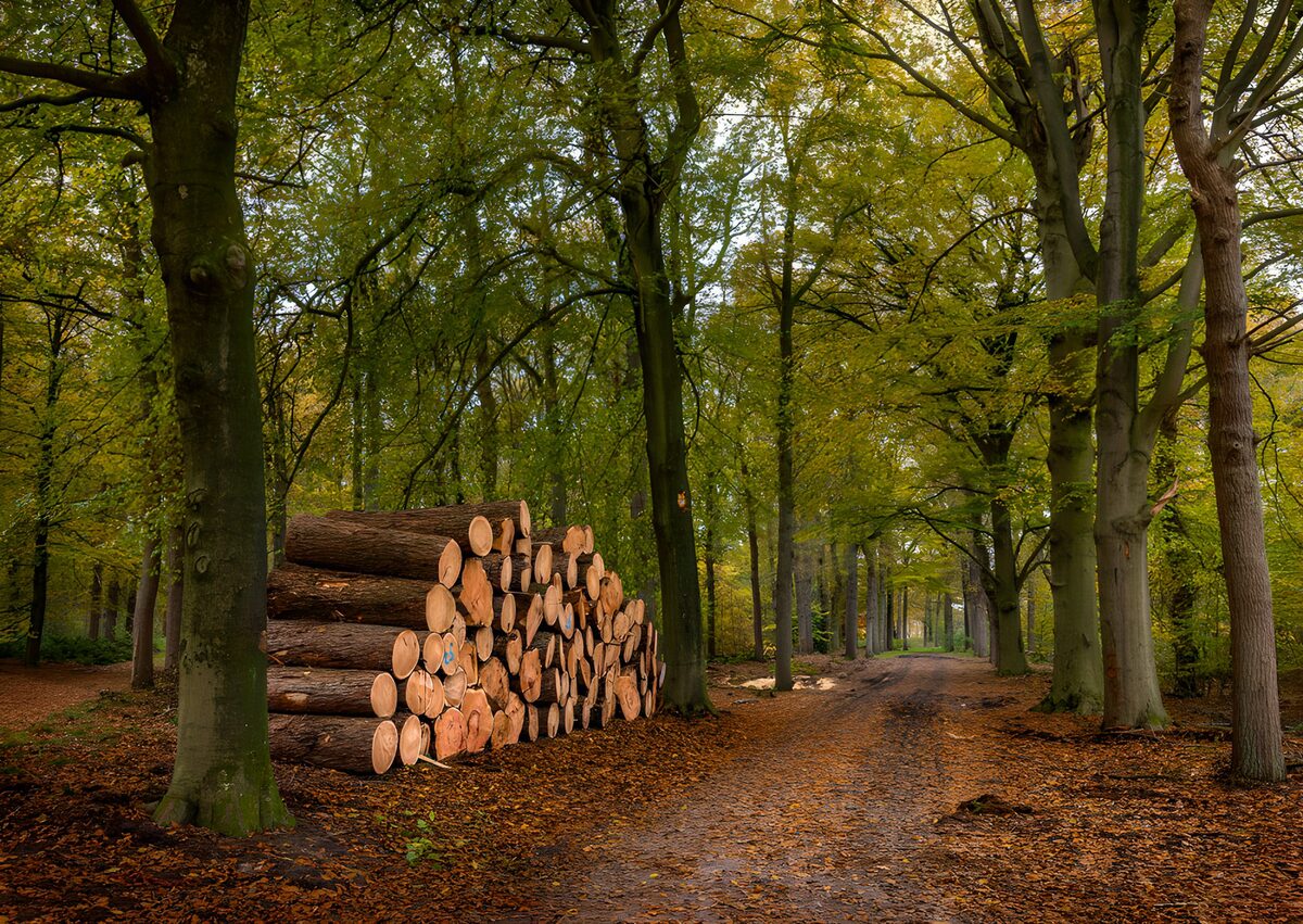 OCUK12092: Serene Autumn Forest with Timber Stack
