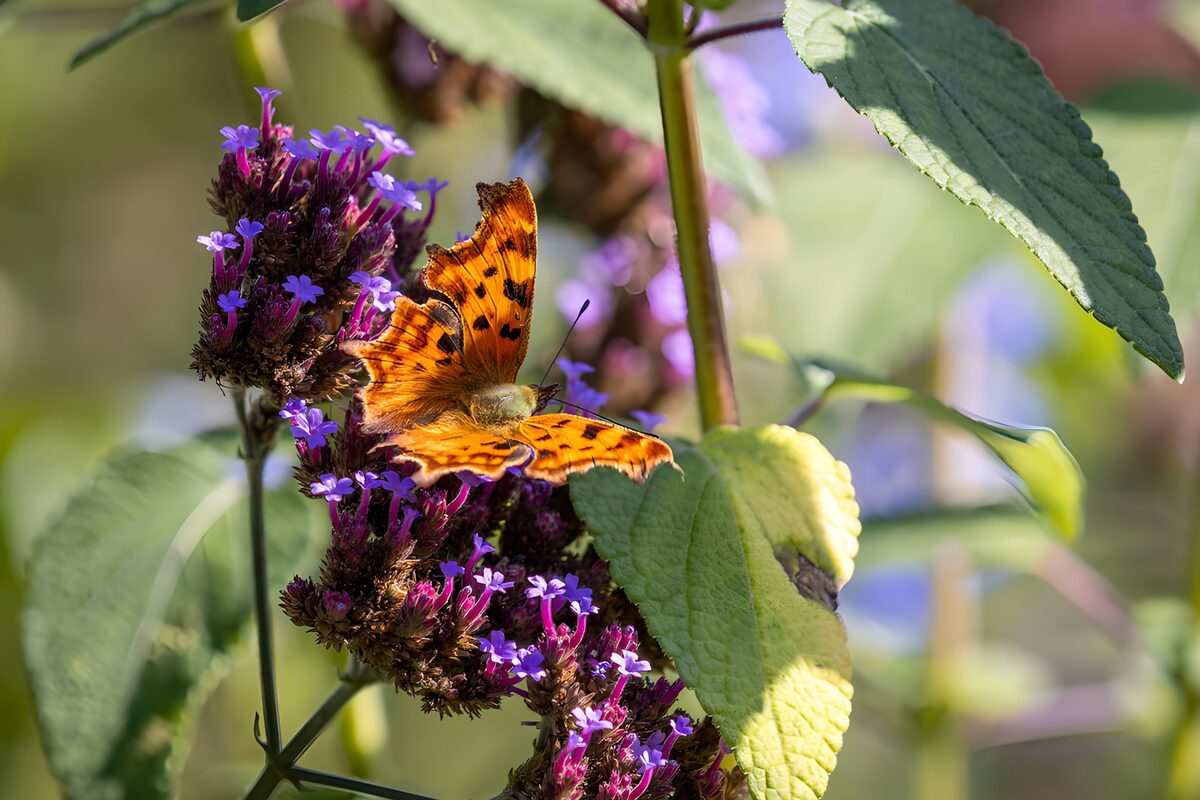 Vibrant Butterfly on Colorful Blooms