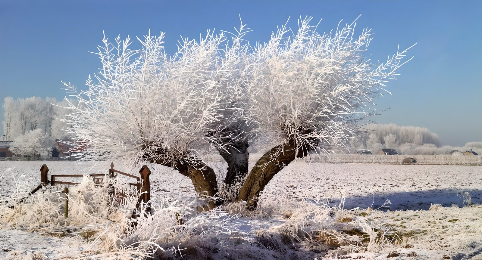 OCUK98557: Winter Wonderland Tree