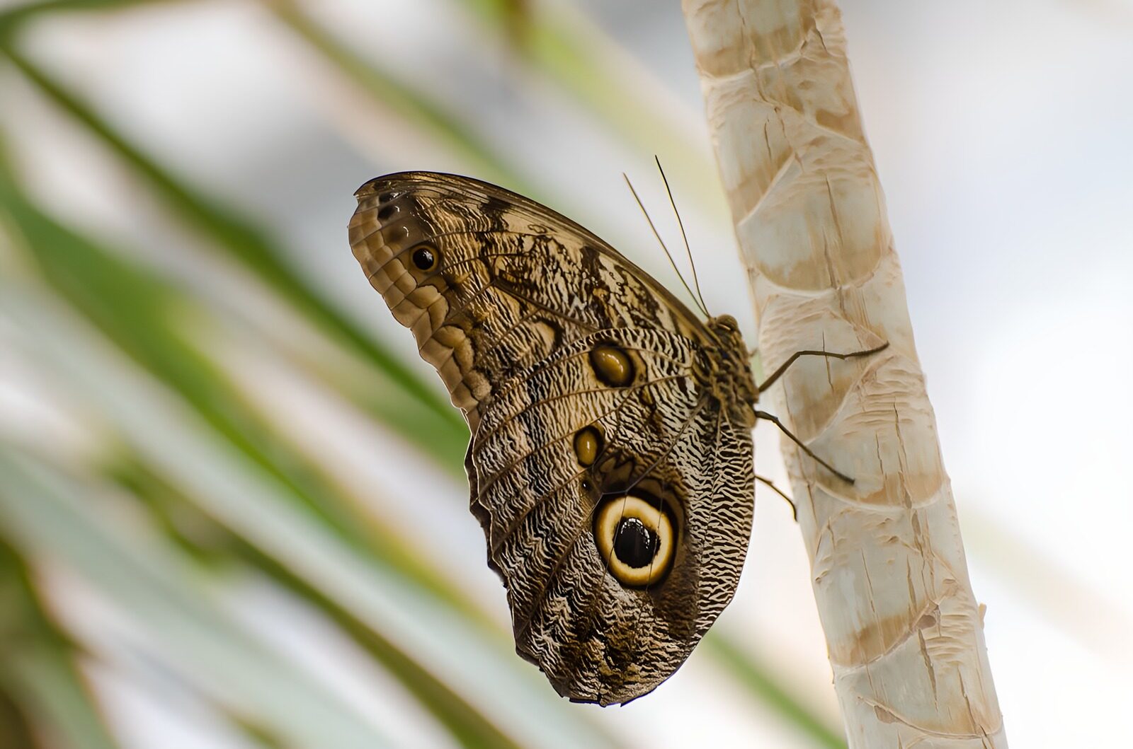 OCUK19653: Enigmatic Owl Butterfly on a Branch