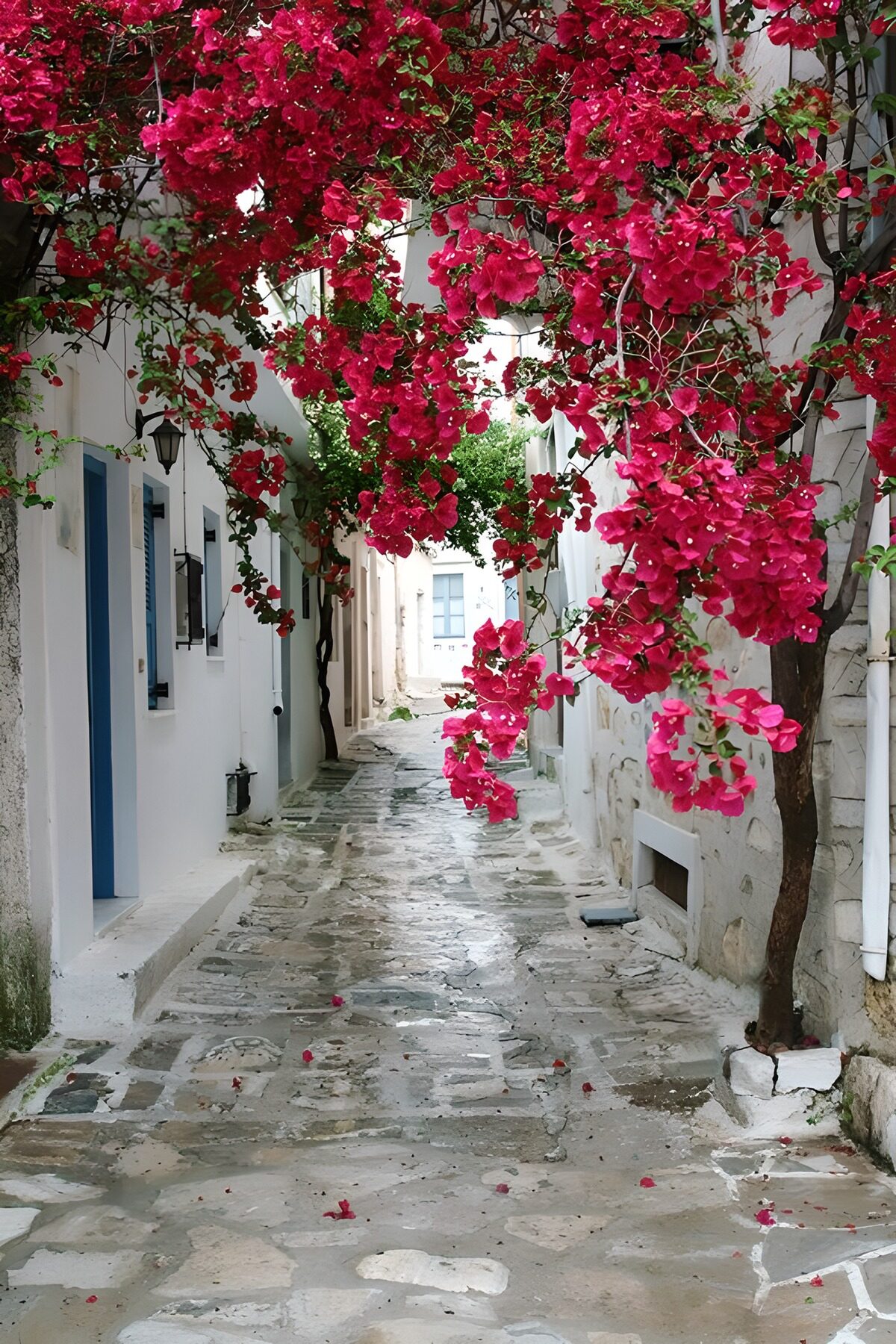 OCUK58145: Blossoming Alleyway in Bloom