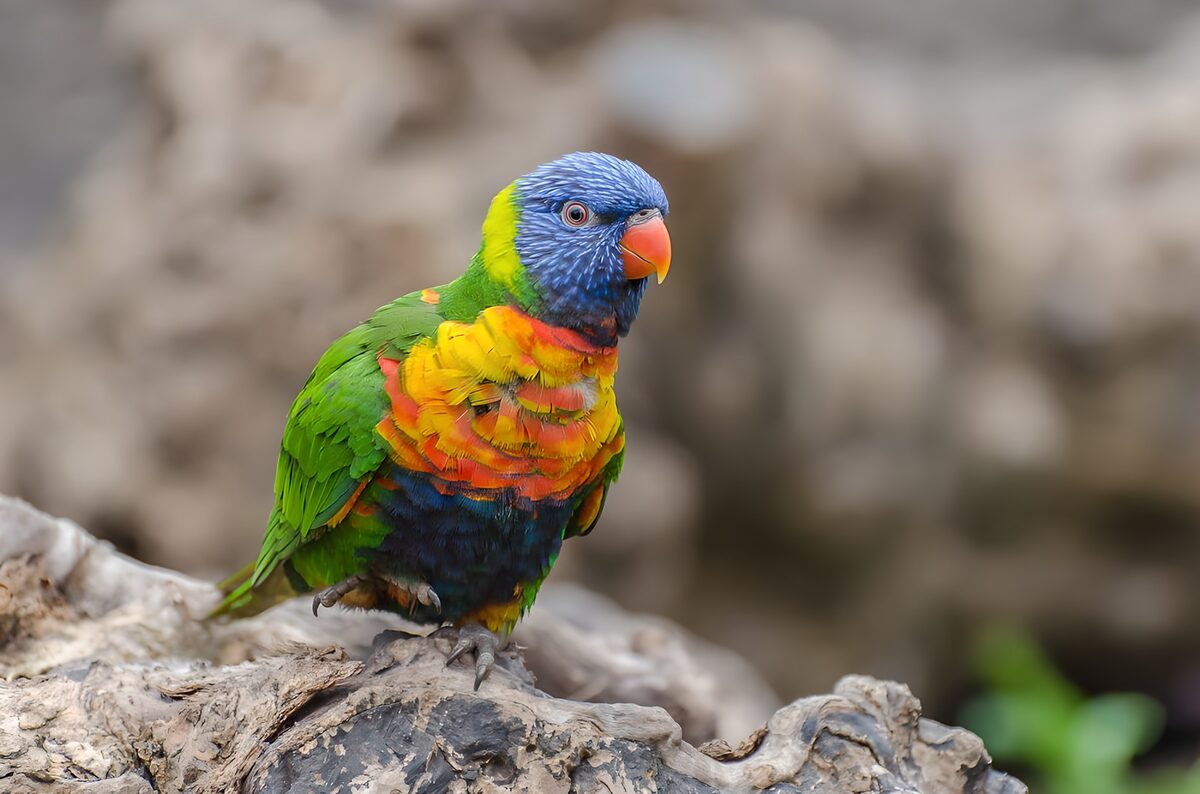 OCUK42554: Vibrant Rainbow Lorikeet