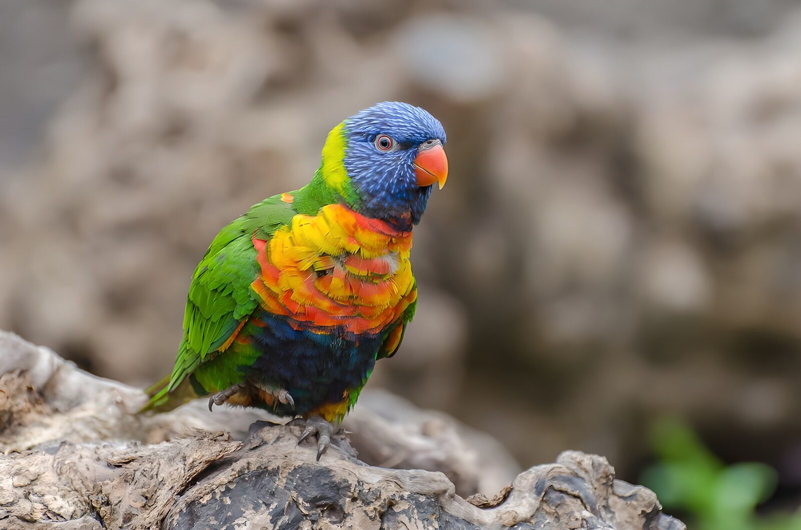 OCUK42554: Vibrant Rainbow Lorikeet