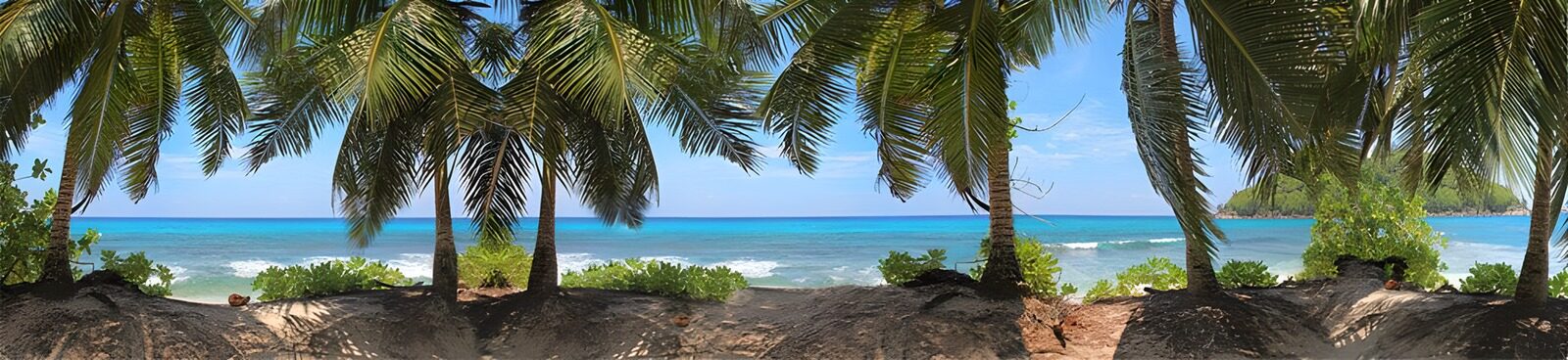 OCUK39023: Panorama look of the Indian Ocean with multiple palmtrees in front of the sea