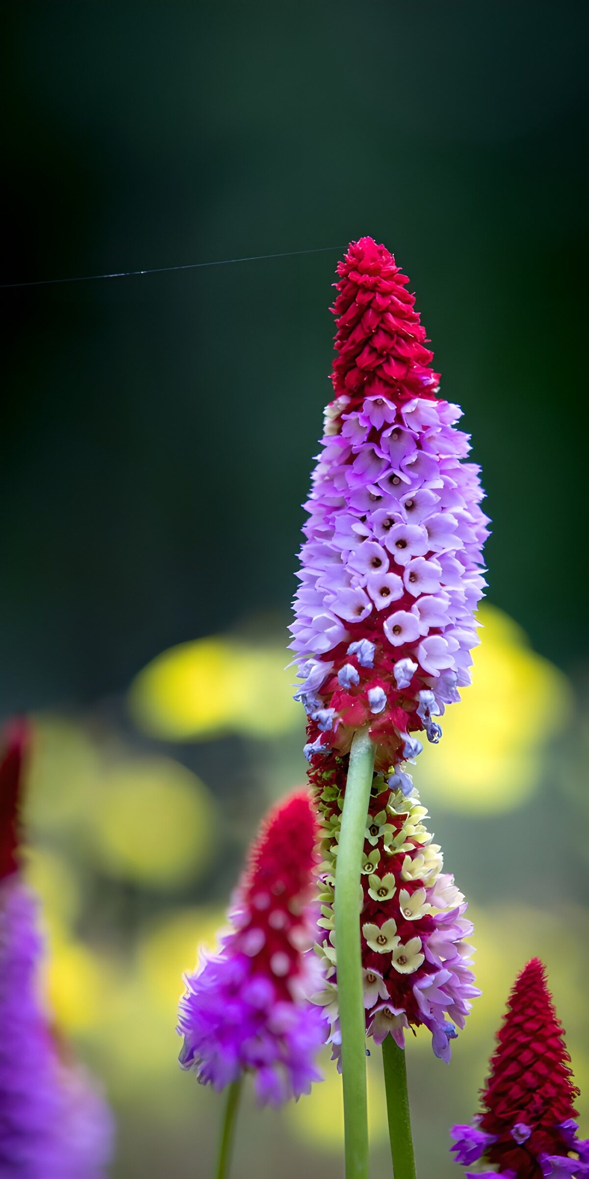 OCUK65568: Vibrant Blossoms of Nature