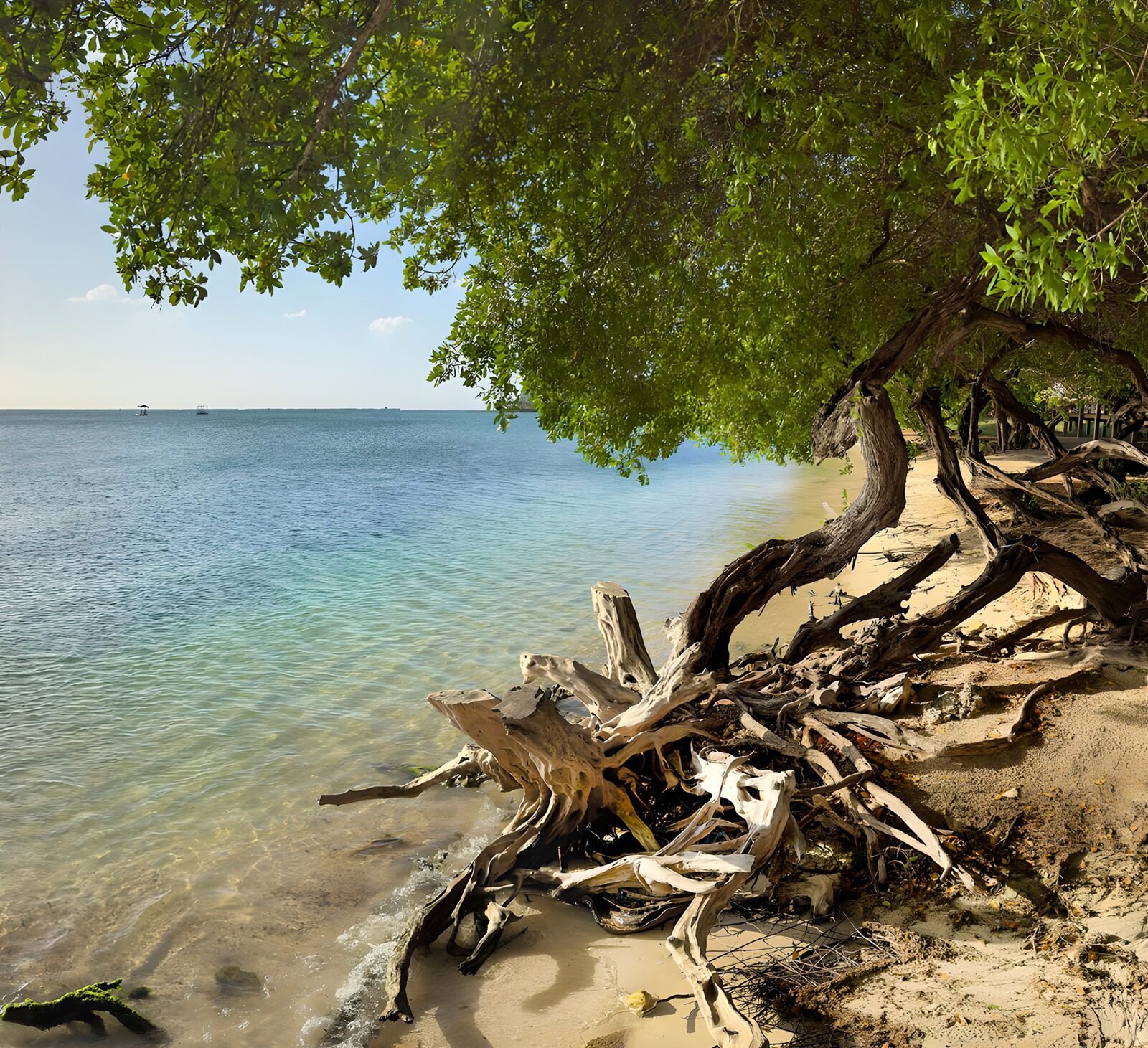 OCUK21950: Serene Shoreline Under Lush Canopy