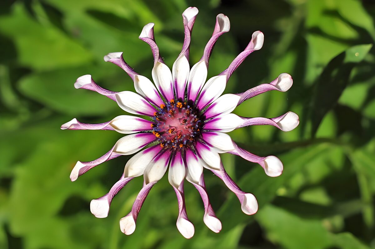 Stunning White and Purple Flower