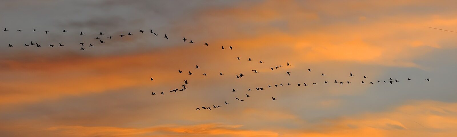 OCUK50601: Flock of birds at sunset
