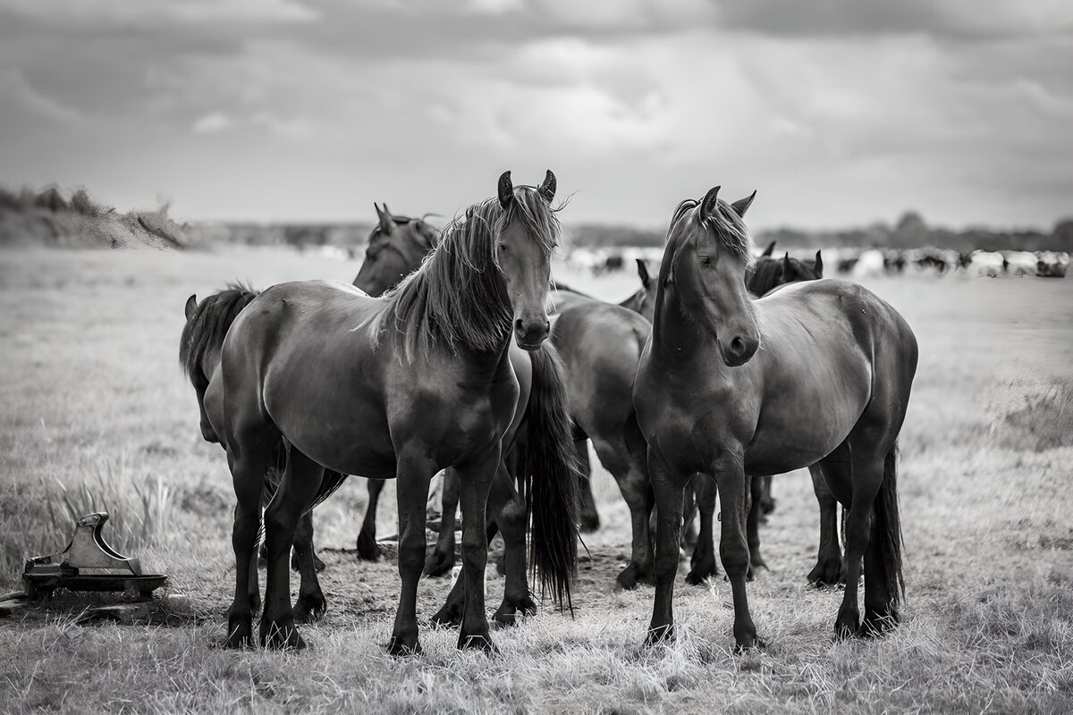 OCUK51731: Majestic Horses in Black and White