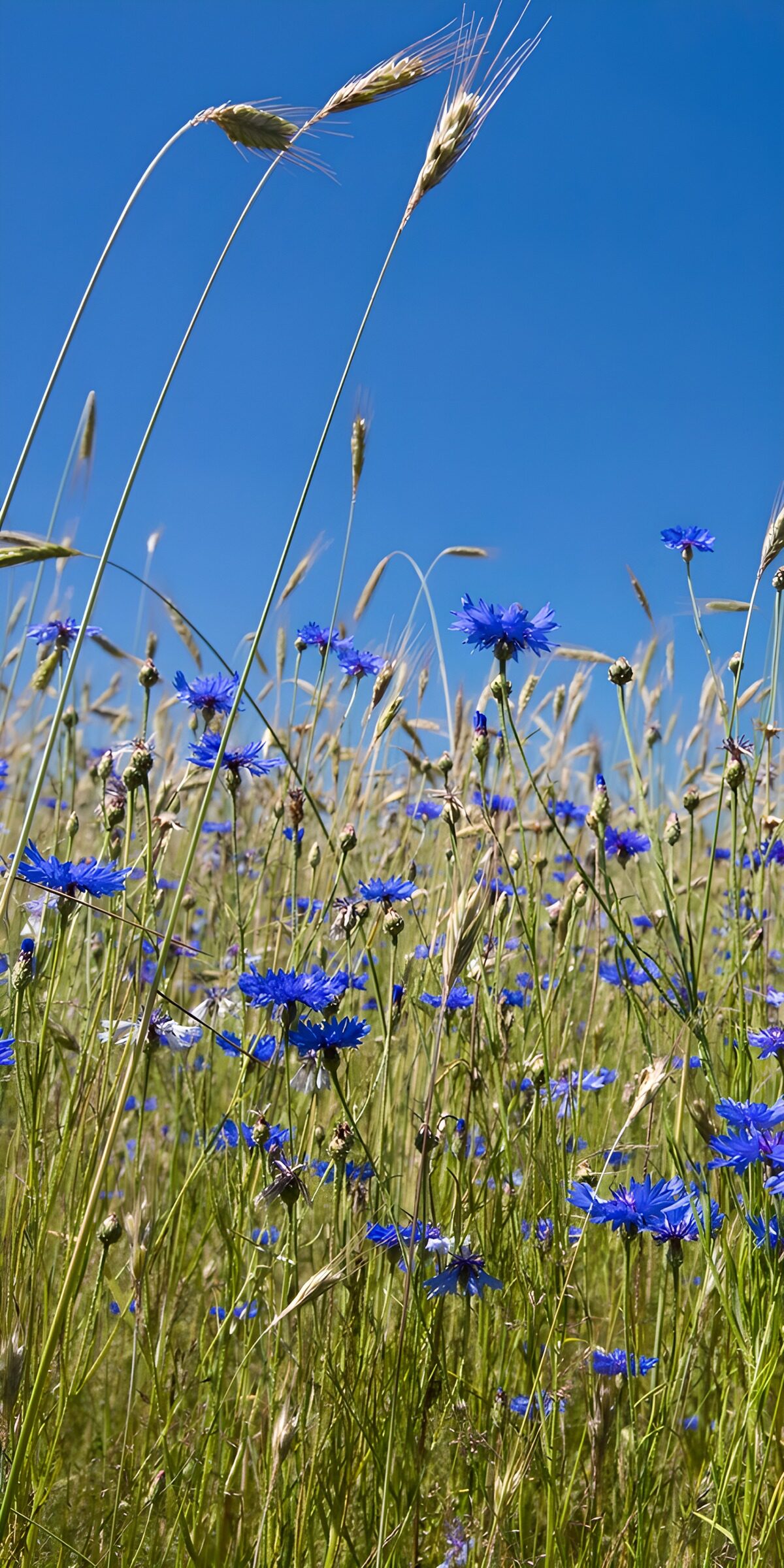 OCUK95301: Vibrant Wildflower Meadow