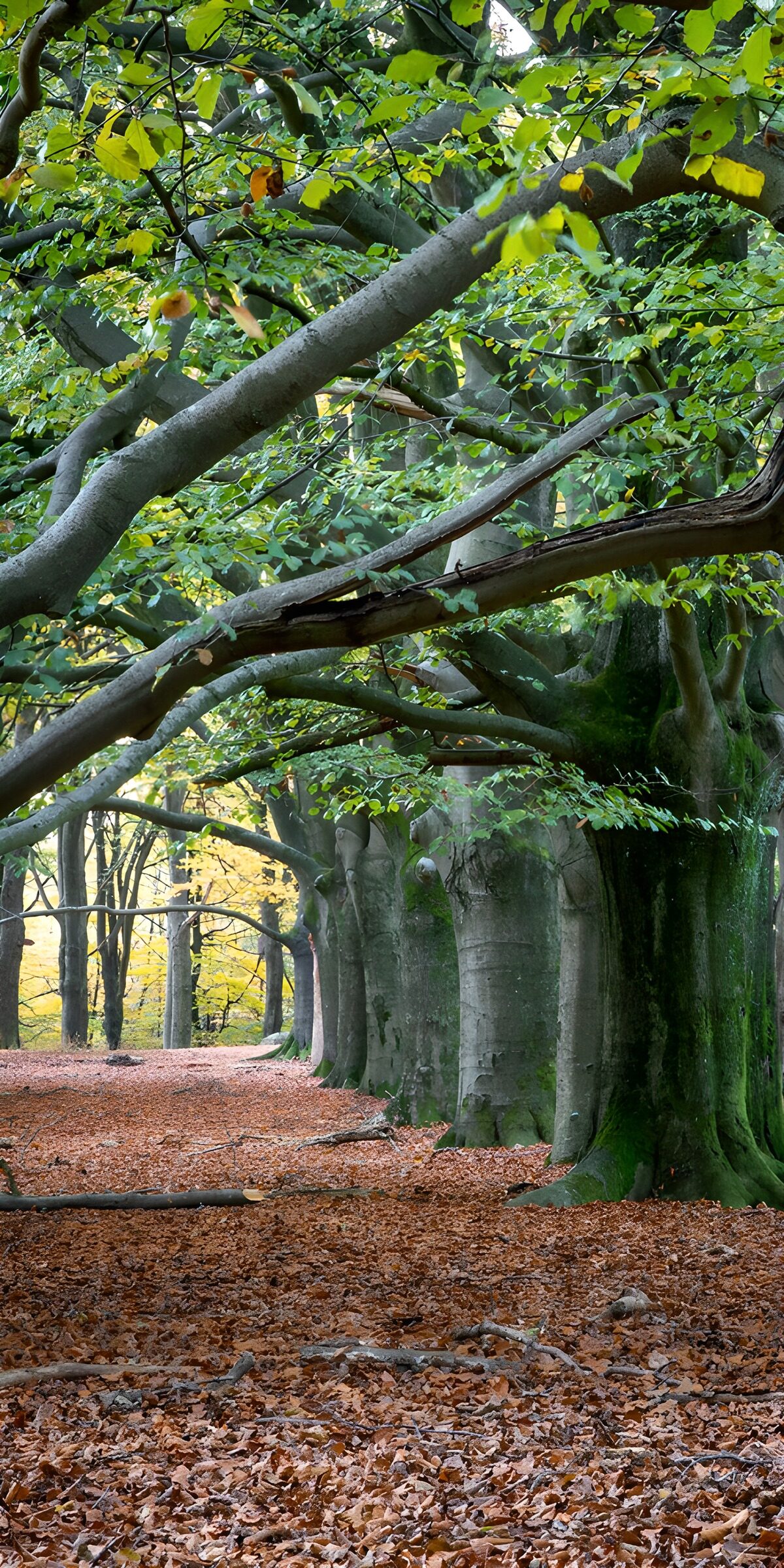 OCUK53564: Serene Autumn Forest Path