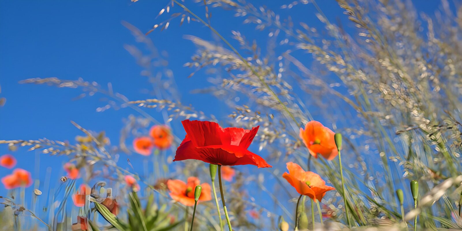 OCUK72023: Vibrant Poppy Field Under Blue Sky