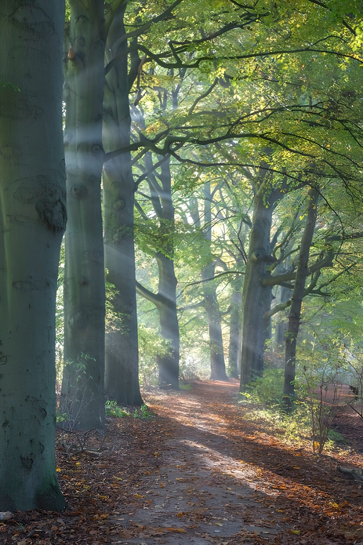OCUK43603: Serene Forest Pathway at Dawn