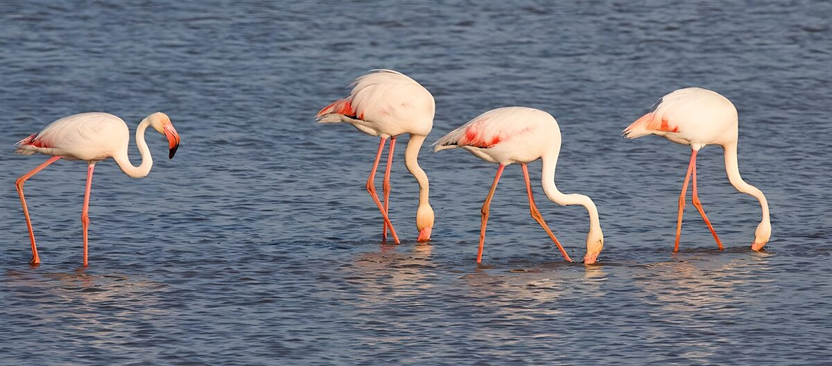 OCUK81172: Elegant Flamingos Feeding Together