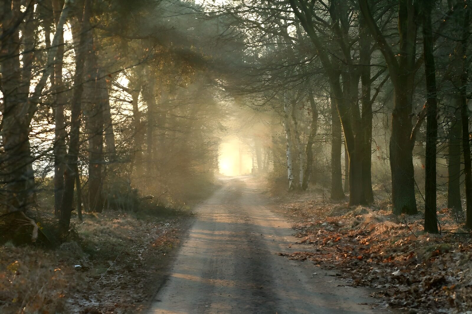 OCUK87608: Forest & Parks 54