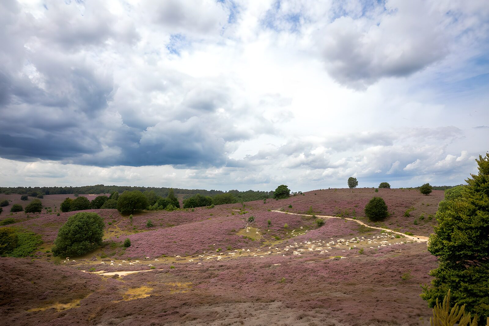 OCUK42113: Lavender Fields Under Dramatic Skies