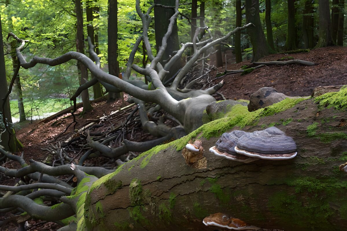 Tree trunk with Shelf fungus