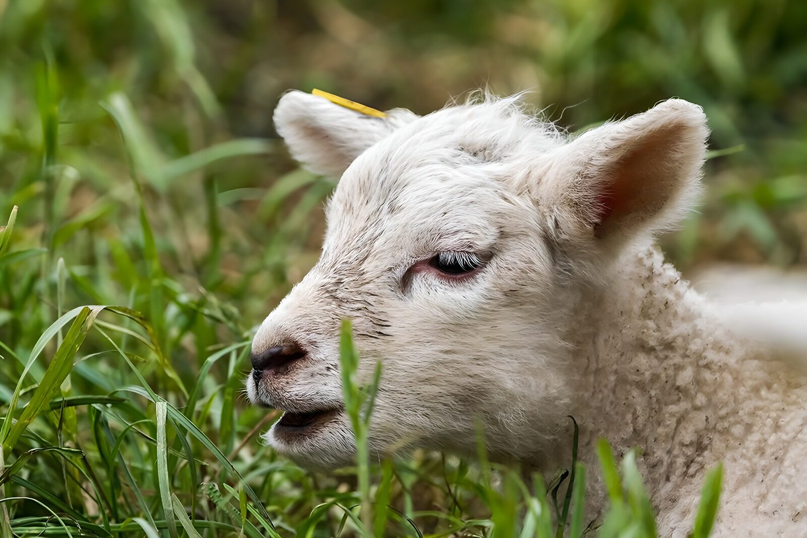 OCUK10351: Curious Lamb in Green Meadows