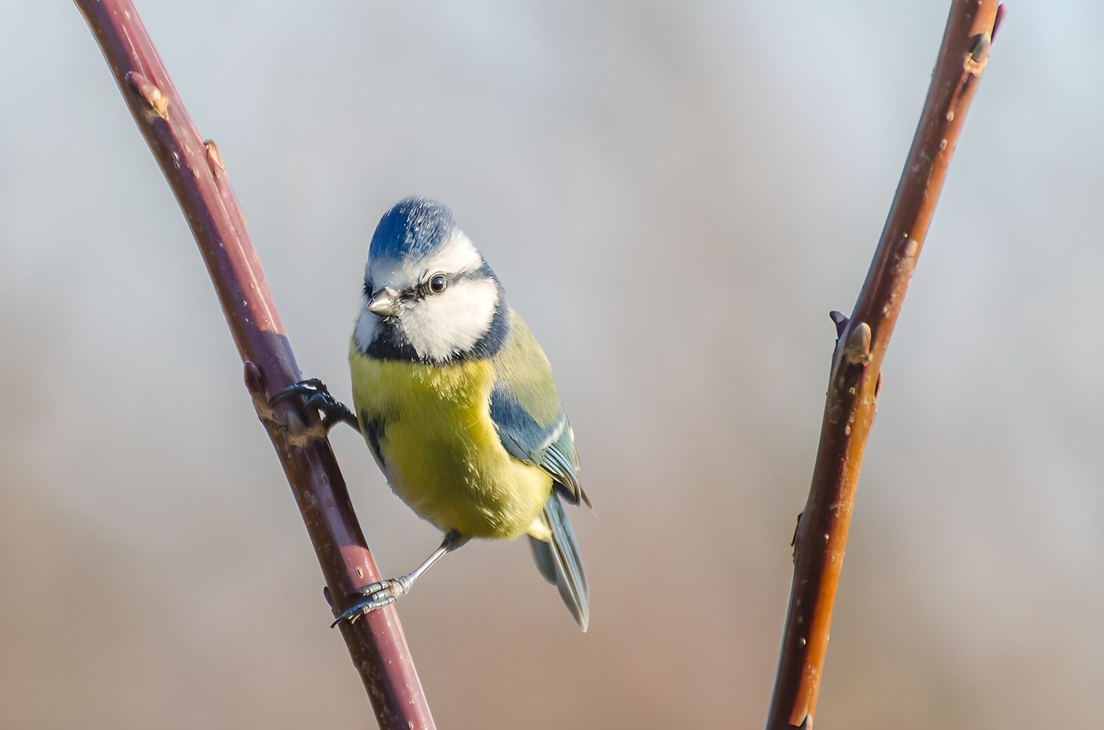 OCUK93230: Charming Blue Tit on a Branch