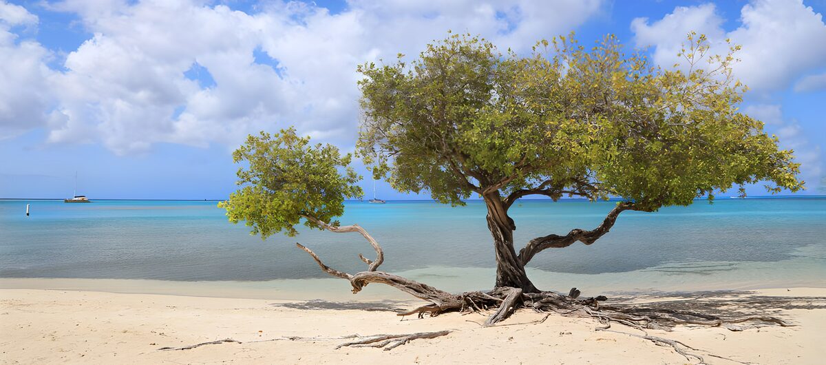 OCUK66133: Serene Beachside Tree