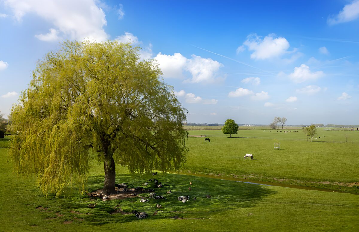 Tranquil Pastoral Landscape