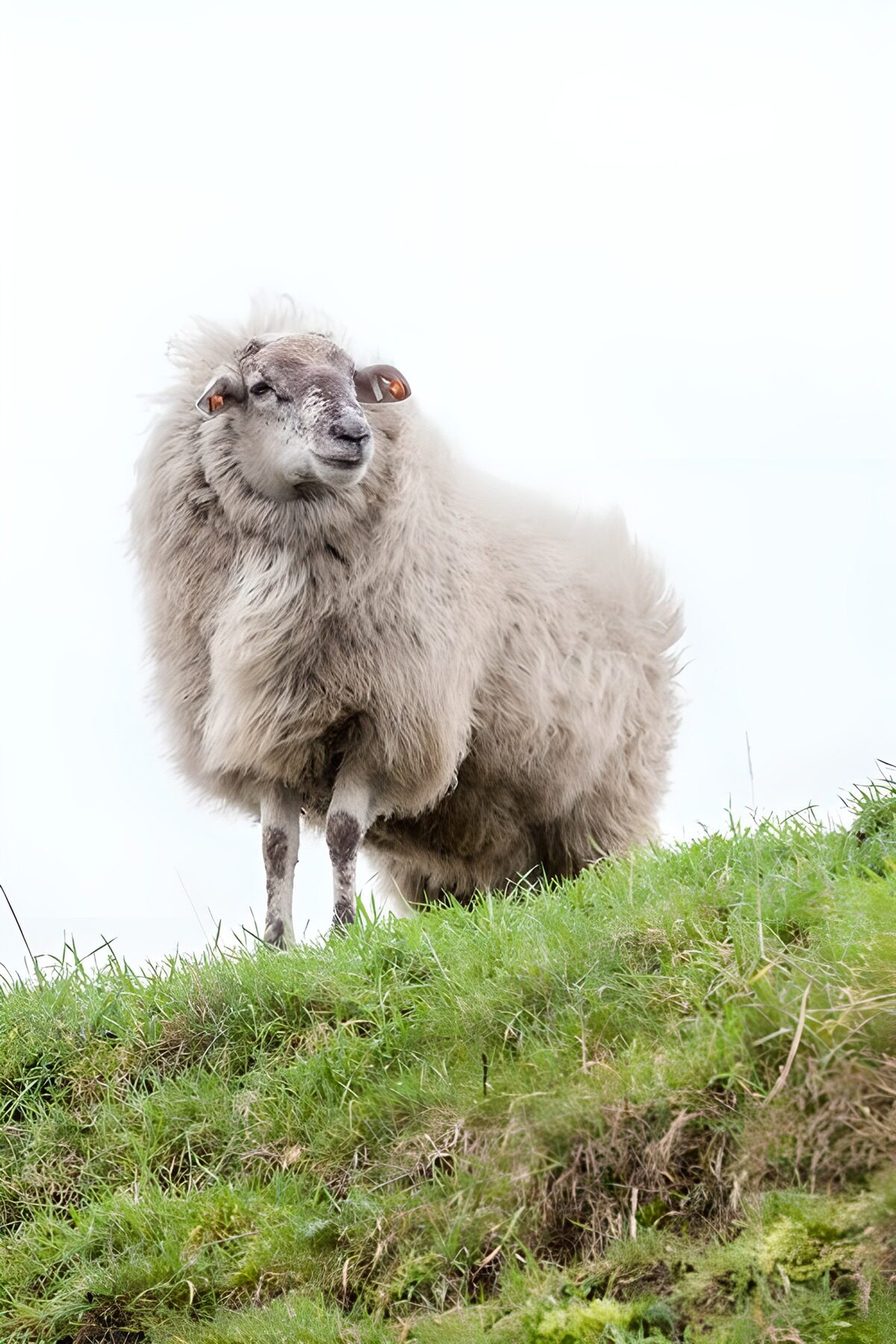 OCUK18205: Proud Sheep on the Hilltop